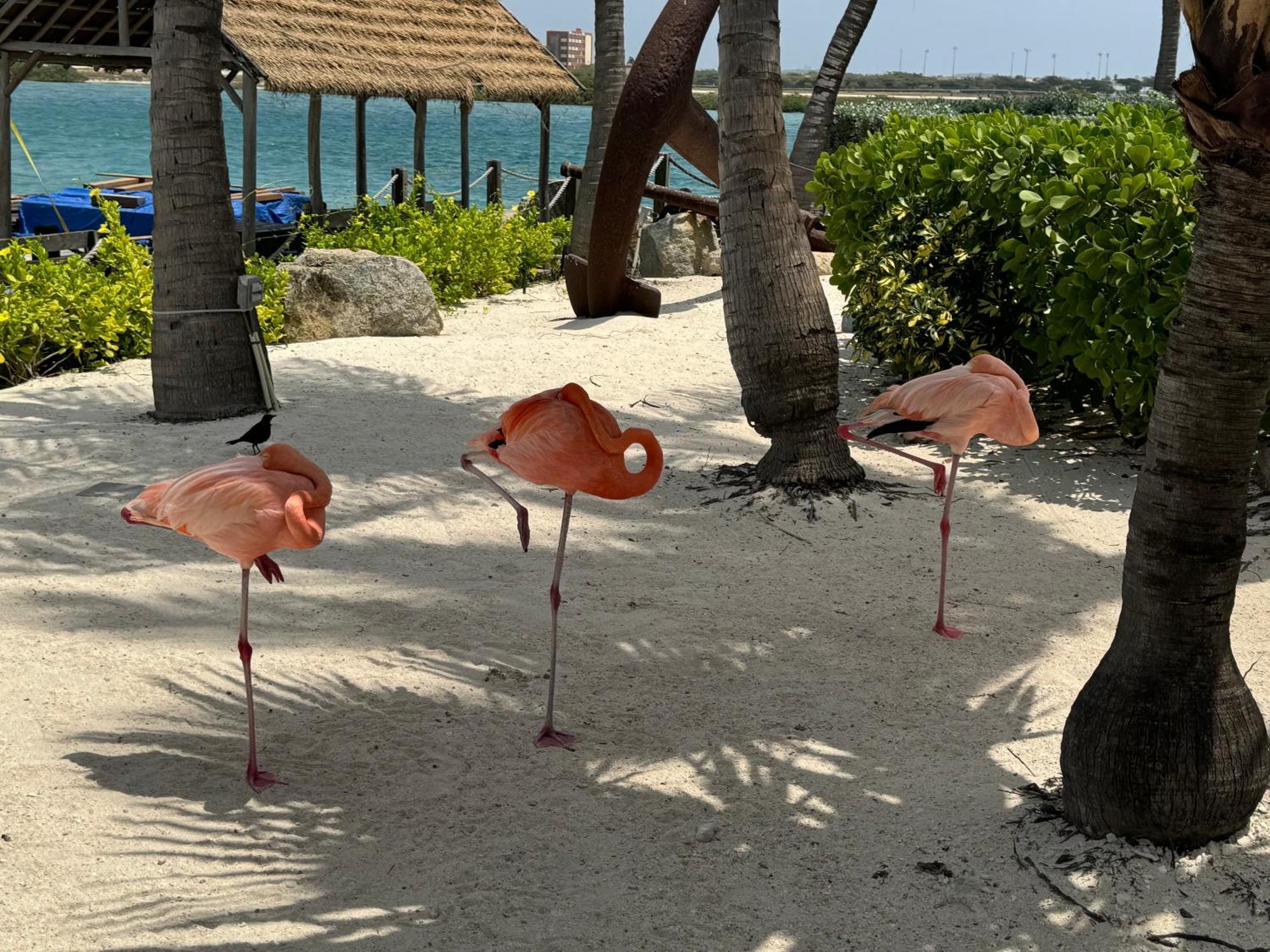 Central Boutique Hotel Oranjestad Bagian luar foto